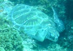 Sea Turtlke